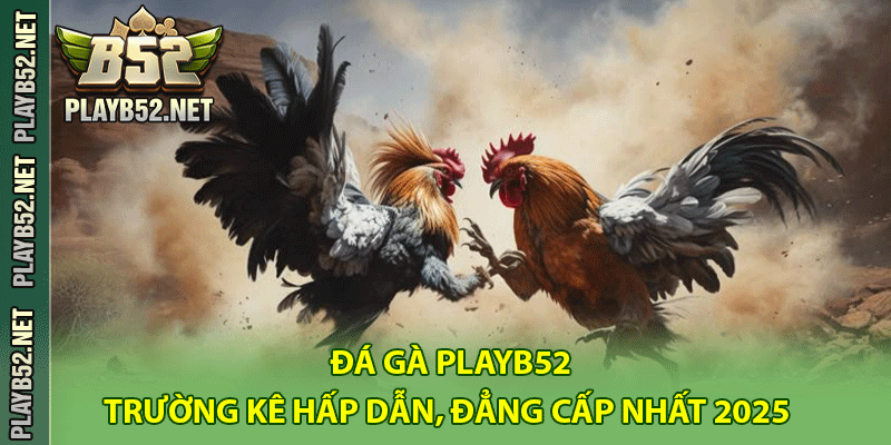 Đá gà PlayB52 - Trường Kê hấp dẫn, đẳng cấp nhất 2025