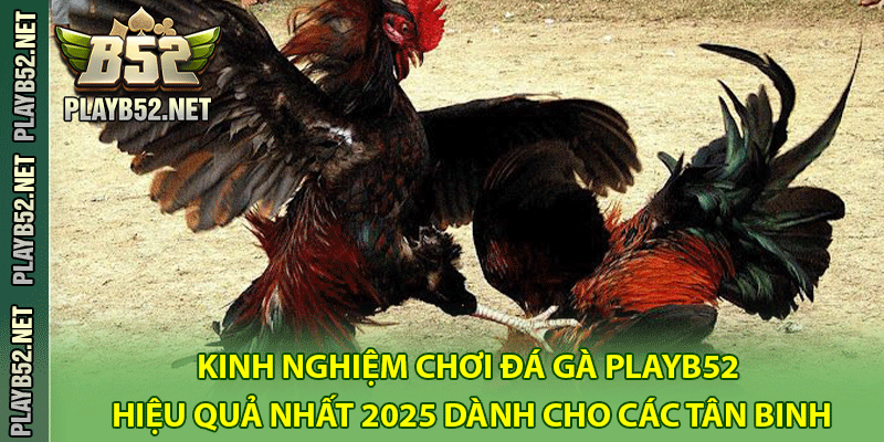 Kinh nghiệm chơi đá gà PlayB52 hiệu quả nhất 2025 dành cho các tân binh