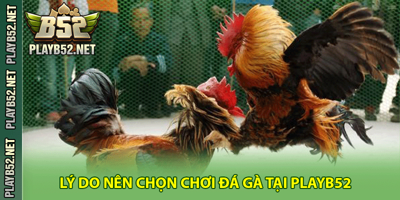 Lý do nên chọn chơi đá gà PlayB52