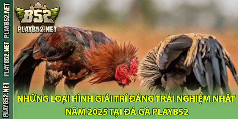 Những loại hình giải trí đáng trải nghiệm nhất năm 2025 tại đá gà PlayB52